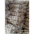 SUPER GARLIC 250G MESH BAG POPULAR